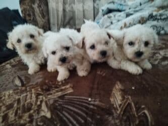 Stenci kovrdzavog bišona oba pola ocisceni više puta od parazita i na lalafo.rs Stenci kovrdzavog bišona oba pola ocisceni više puta od parazita i