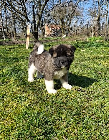 U ponudi prelepi stenci Americke akite, starosti 50 dana. U ponudi 2 na lalafo.rs U ponudi prelepi stenci Americke akite, starosti 50 dana. U ponudi 2