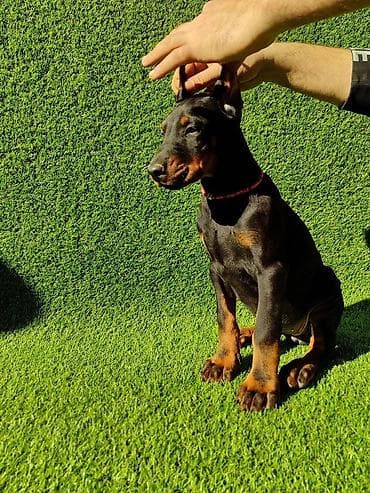 Doberman štenci dostupni Stari 65 dana Zlatni ( žuti) mužijak - 700 na lalafo.rs Doberman štenci dostupni Stari 65 dana Zlatni ( žuti) mužijak - 700