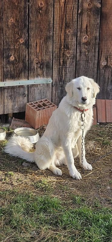 pantalone butiku ali: Na prodaju šarplaninka (merdzanka) oštenjena 5.maja 2025. Kupljena od na lalafo.rs — 6 pantalone butiku ali: Na prodaju šarplaninka (merdzanka) oštenjena 5.maja 2025. Kupljena od — 6