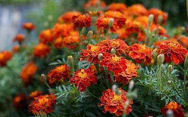 Seme ukrasnih cvetnica – izbor sorti za bašte i žardinjere - na lalafo.rs — 4 Seme ukrasnih cvetnica – izbor sorti za bašte i žardinjere - — 4