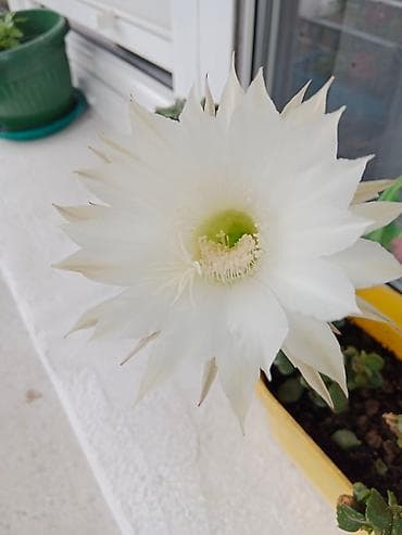 Kaktusi mali otporni cvetaju kad napune 7 godina bele boje ogroman at lalafo.rs — 1 Kaktusi mali otporni cvetaju kad napune 7 godina bele boje ogroman — 1