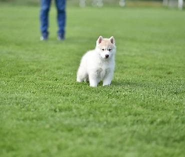 zenske broj: Prelepi štenci sibirskog haskija na prodaju. U ponudi štenci sibirskog at lalafo.rs — 2 zenske broj: Prelepi štenci sibirskog haskija na prodaju. U ponudi štenci sibirskog — 2