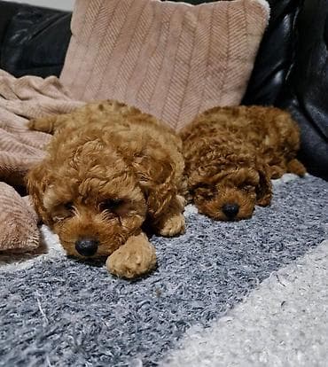 Na prodaju prelepi ženski štenci crvene toy pudle. Uredno vakcinisani at lalafo.rs — 7 Na prodaju prelepi ženski štenci crvene toy pudle. Uredno vakcinisani — 7