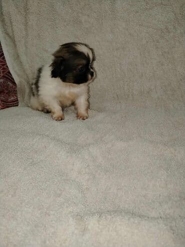 Psi: Rasa: maleni brahiocefalični kućni ljubimci (tipa pekinezer/šin-tzu) na lalafo.rs Psi: Rasa: maleni brahiocefalični kućni ljubimci (tipa pekinezer/šin-tzu)