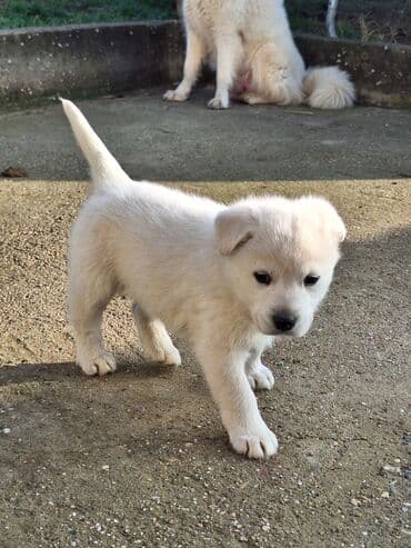Štenci – samojeda, tri muzjaka na poklon. Grocka Opis: - Štenaci na lalafo.rs Štenci – samojeda, tri muzjaka na poklon. Grocka Opis: - Štenaci