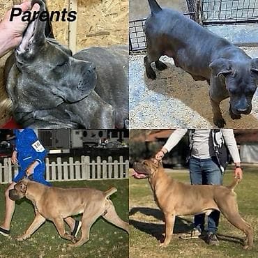 zenske broj: Cane Corso, zenke dostupne, od genetski testiranih roditelja vrhunskog at lalafo.rs — 2 zenske broj: Cane Corso, zenke dostupne, od genetski testiranih roditelja vrhunskog — 2