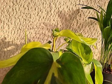 Filadendron Brazil, sa prve tri slike je 500, velika biljka sa cetvrte na lalafo.rs — 1 Filadendron Brazil, sa prve tri slike je 500, velika biljka sa cetvrte — 1