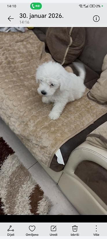 Preslatko belo štene malog rasta - Rasa/Tip: pahuljasto belo štene na lalafo.rs Preslatko belo štene malog rasta - Rasa/Tip: pahuljasto belo štene