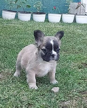 Francuski buldog štenci dugodlaki, "fluffy" veseli umiljati, stručno na lalafo.rs — 5 Francuski buldog štenci dugodlaki, "fluffy" veseli umiljati, stručno — 5
