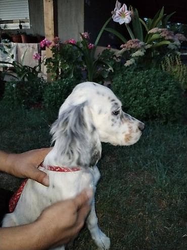 Na prodaju dva muska steneta trikolor engleskog setera od vrhunskih na lalafo.rs — 9 Na prodaju dva muska steneta trikolor engleskog setera od vrhunskih — 9