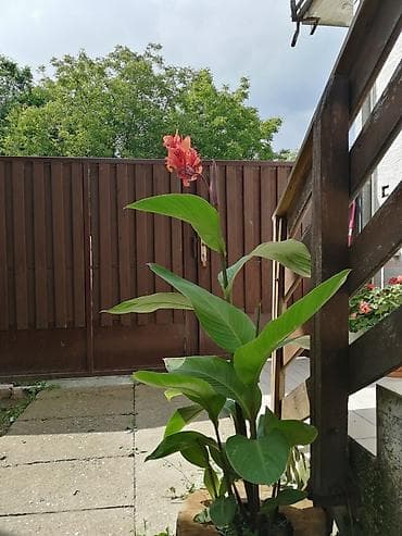 Seeds and seedlings: Prodajem lukovice kane, ožiljene. Sade se u plodno zemljište na at lalafo.rs — 1 Seeds and seedlings: Prodajem lukovice kane, ožiljene. Sade se u plodno zemljište na — 1