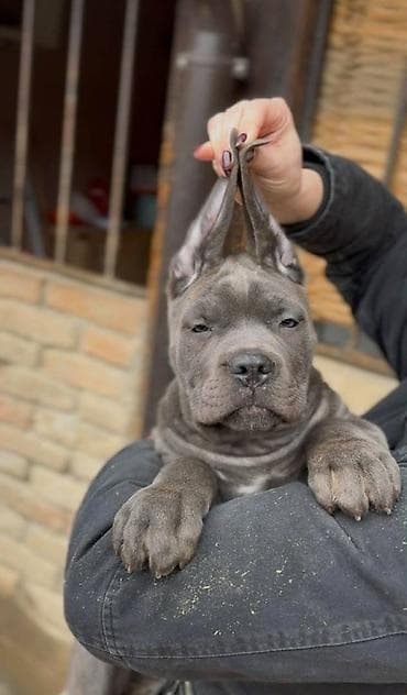 zenske broj: Cane Corso, zenke dostupne, od genetski testiranih roditelja vrhunskog at lalafo.rs — 4 zenske broj: Cane Corso, zenke dostupne, od genetski testiranih roditelja vrhunskog — 4