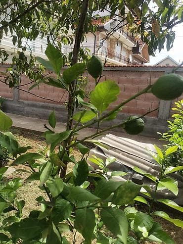 Stablo limuna, sa plodom, u cvetu. vise komada na lalafo.rs — 1 Stablo limuna, sa plodom, u cvetu. vise komada — 1