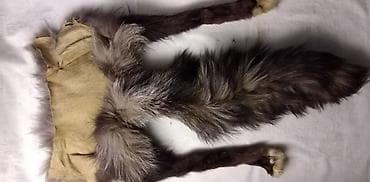 Krzno(Zadnji deo) duzina 68 cm.ocuvano na lalafo.rs — 2 Krzno(Zadnji deo) duzina 68 cm.ocuvano — 2