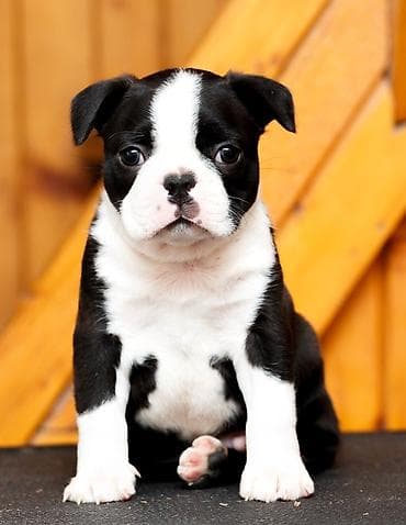 Boston terrier stenad slobodni za rezervaciju . Za sve info tel / at lalafo.rs — 2 Boston terrier stenad slobodni za rezervaciju . Za sve info tel / — 2
