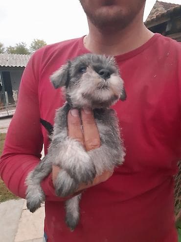 Patuljasti Snauceri Biber So . na raspolaganju su oba pola Moguce na lalafo.rs Patuljasti Snauceri Biber So . na raspolaganju su oba pola Moguce
