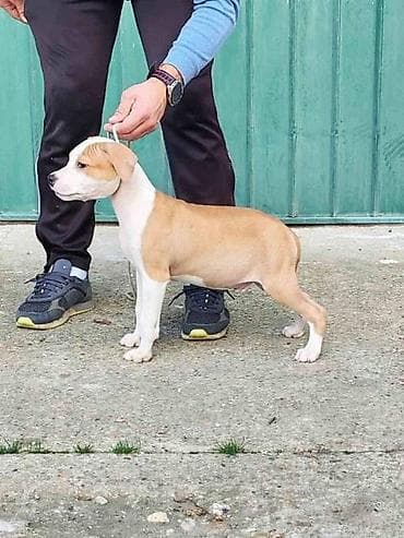 zenske broj: Američki Stafordski terijer štenci Odgajivačnica Eternal Kingdom ima at lalafo.rs — 9 zenske broj: Američki Stafordski terijer štenci Odgajivačnica Eternal Kingdom ima — 9