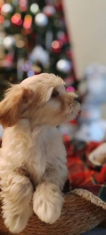 zenske broj: U prilici smo da ponudimo stence havanskog bisona ostenjeni 05 11 at lalafo.rs — 7 zenske broj: U prilici smo da ponudimo stence havanskog bisona ostenjeni 05 11 — 7