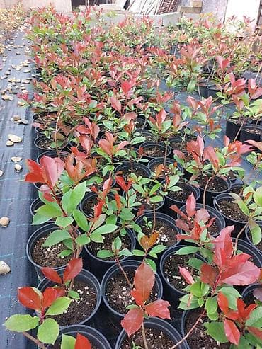 Fotinija red robin ziva ograda Cena vec od 300 din. Sadnica 50-70cm na lalafo.rs — 2 Fotinija red robin ziva ograda Cena vec od 300 din. Sadnica 50-70cm — 2