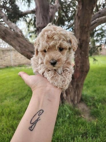 Maltipoo stenci spremni za preuzimanje, vakcinisani i cisceni od at lalafo.rs — 2 Maltipoo stenci spremni za preuzimanje, vakcinisani i cisceni od — 2