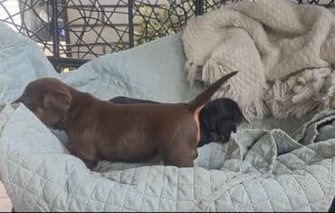 Na prodaju stenad jazavičara, roditelji u vlasništvu. Bebe su redovno na lalafo.rs Na prodaju stenad jazavičara, roditelji u vlasništvu. Bebe su redovno