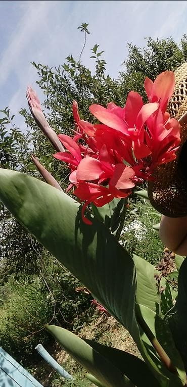 Seeds and seedlings: Prodajem lukovice kane, ožiljene. Sade se u plodno zemljište na at lalafo.rs — 5 Seeds and seedlings: Prodajem lukovice kane, ožiljene. Sade se u plodno zemljište na — 5