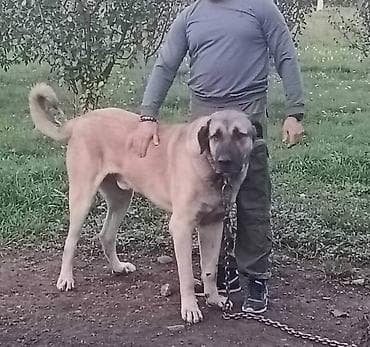 zenske broj: Na prodaju štenad Turskog Kangala, "radne" linije! !! Leglo br. 1- na at lalafo.rs — 3 zenske broj: Na prodaju štenad Turskog Kangala, "radne" linije! !! Leglo br. 1- na — 3