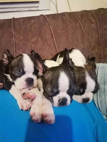 dve suknje po: Boston terijer dve devojčice I tri dečaka, traže novi dom, veoma at lalafo.rs — 4 dve suknje po: Boston terijer dve devojčice I tri dečaka, traže novi dom, veoma — 4