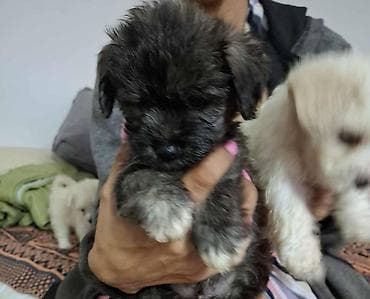 zenske broj: Štenci malog rasta – havanski bisoni sa paperjastom, talasastom at lalafo.rs — 2 zenske broj: Štenci malog rasta – havanski bisoni sa paperjastom, talasastom — 2