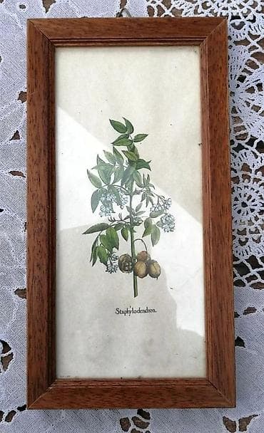 Vintage Botanička ilustracija Staphylodendron u drvenom ramu. Prodajem na lalafo.rs Vintage Botanička ilustracija Staphylodendron u drvenom ramu. Prodajem