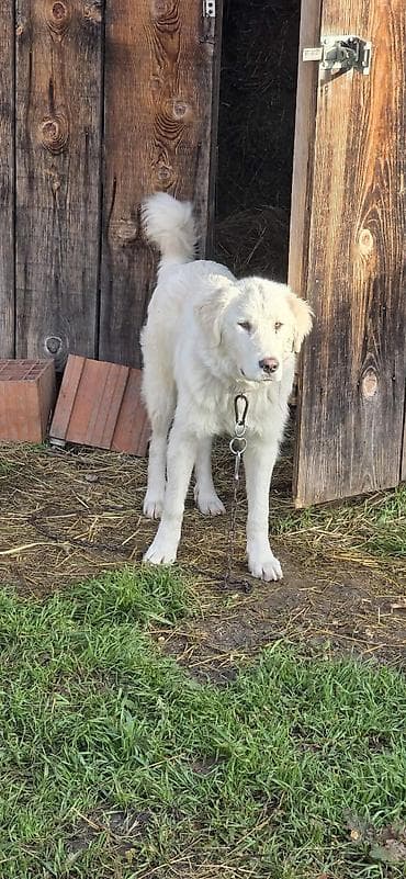 pantalone butiku ali: Na prodaju šarplaninka (merdzanka) oštenjena 5.maja 2025. Kupljena od na lalafo.rs — 4 pantalone butiku ali: Na prodaju šarplaninka (merdzanka) oštenjena 5.maja 2025. Kupljena od — 4