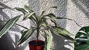 Yucca, Drvo Zivota, dva stabla iz saksije sa prve slike je 800 at lalafo.rs — 2 Yucca, Drvo Zivota, dva stabla iz saksije sa prve slike je 800 — 2