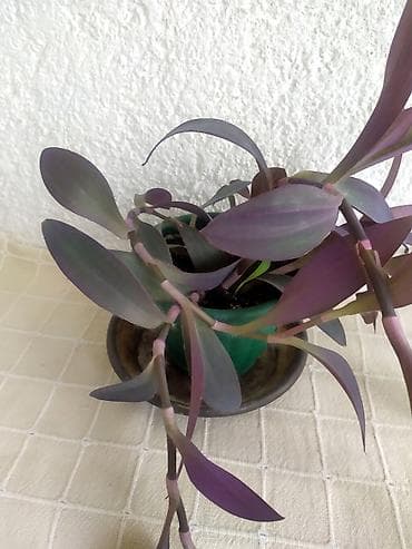 Tradescantia Pallida - Ljubičasta Lozica Prodaje se biljka sa na lalafo.rs — 4 Tradescantia Pallida - Ljubičasta Lozica Prodaje se biljka sa — 4