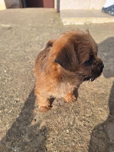 Štenad malih rasa – kratkodlaka/žičasta tekstura dlake, topla smeđa na lalafo.rs Štenad malih rasa – kratkodlaka/žičasta tekstura dlake, topla smeđa