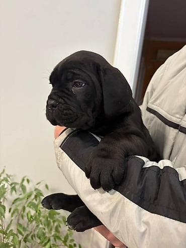 zenske broj: U ponudi 3 prelepa zenska steneta cane corso redovno cisceni od at lalafo.rs — 5 zenske broj: U ponudi 3 prelepa zenska steneta cane corso redovno cisceni od — 5