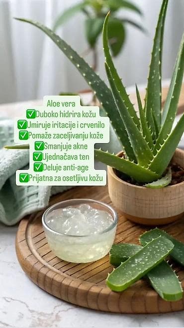 VANJA Cosmetics – Aloe Vera krema za lice Prirodna hidratantna krema na lalafo.rs — 2 VANJA Cosmetics – Aloe Vera krema za lice Prirodna hidratantna krema — 2
