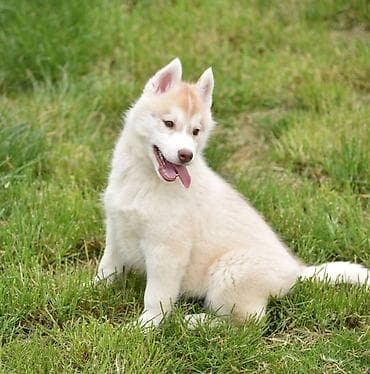 Prelepi štenci sibirskog haskija na prodaju. U ponudi štenci sibirskog na lalafo.rs Prelepi štenci sibirskog haskija na prodaju. U ponudi štenci sibirskog