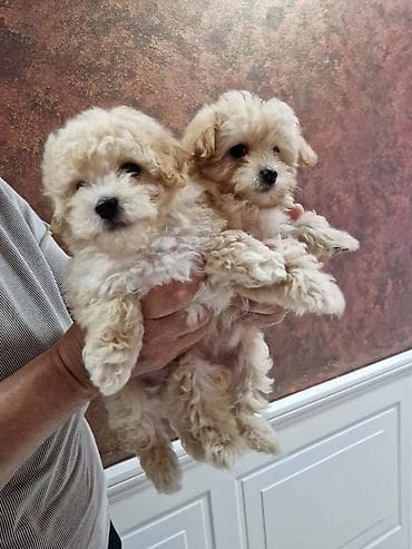 Preslatki maleni MALTIPOO stenci, spremni su za preuzimanje. Jako na lalafo.rs — 3 Preslatki maleni MALTIPOO stenci, spremni su za preuzimanje. Jako — 3