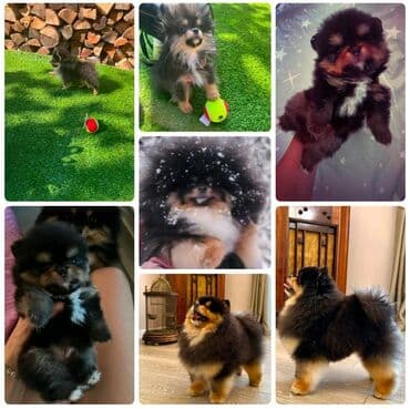 Prelepi pomeranci boo spremni su za preuzimanje! Štenci su izuzetno na lalafo.rs Prelepi pomeranci boo spremni su za preuzimanje! Štenci su izuzetno