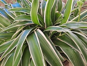 Chlorophytum, velike biljke u saksijama, Chlorophytum sa prve slike na lalafo.rs — 4 Chlorophytum, velike biljke u saksijama, Chlorophytum sa prve slike — 4