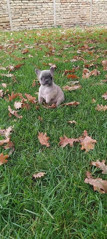 Odgajivacnica pasa prodaje francuske buldoge egzoticnih boja at lalafo.rs — 2 Odgajivacnica pasa prodaje francuske buldoge egzoticnih boja — 2