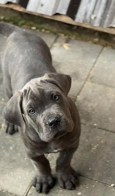 zenske broj: Cane Corso, zenke dostupne, od genetski testiranih roditelja vrhunskog at lalafo.rs — 7 zenske broj: Cane Corso, zenke dostupne, od genetski testiranih roditelja vrhunskog — 7