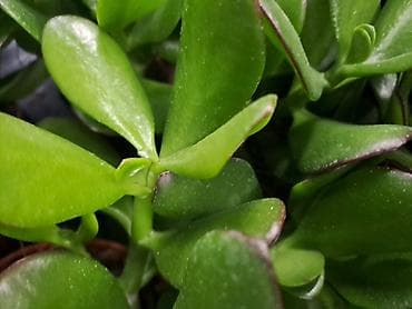 Crassula Ovata, Drvo Novca, velika biljka sa prve, druge i trece je na lalafo.rs — 3 Crassula Ovata, Drvo Novca, velika biljka sa prve, druge i trece je — 3