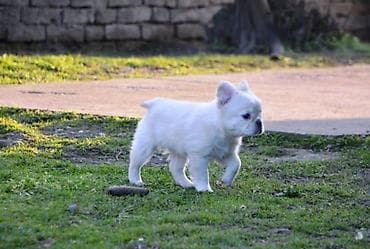 U ponudi musko stene francuskog buldoga,exotic fluffy (duge dlake) na lalafo.rs U ponudi musko stene francuskog buldoga,exotic fluffy (duge dlake)