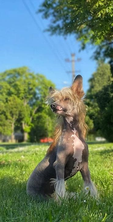 Imamo prelepe, druželjubive štence kineskog ćubastog psa dostupne za na lalafo.rs — 2 Imamo prelepe, druželjubive štence kineskog ćubastog psa dostupne za — 2