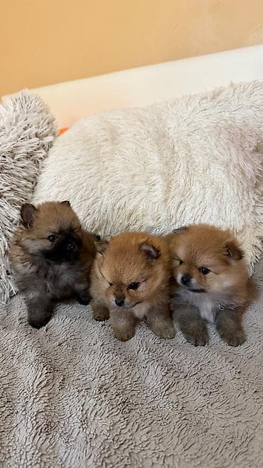 zenske broj: 🐶 Na prodaju štenci Pomeranca (Boo tip) 🐶 Na prodaju prelepi at lalafo.rs — 1 zenske broj: 🐶 Na prodaju štenci Pomeranca (Boo tip) 🐶 Na prodaju prelepi — 1