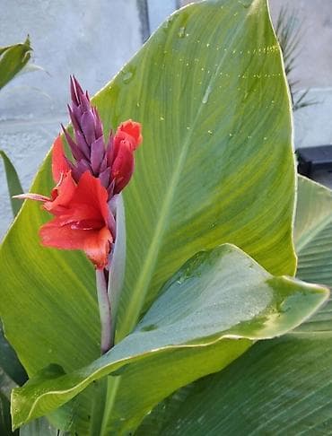 Lukovica crvene kane (Canna indica) – dekorativna višegodišnja biljka na lalafo.rs Lukovica crvene kane (Canna indica) – dekorativna višegodišnja biljka