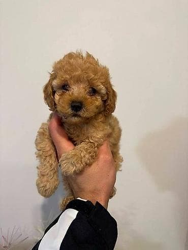 zenske broj: Crvene i aprikot mini patuljaste pudle Crvene i aprikot at lalafo.rs — 10 zenske broj: Crvene i aprikot mini patuljaste pudle Crvene i aprikot — 10