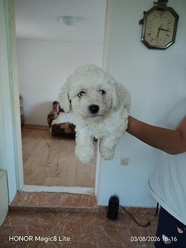 Štene male rase sa kovrdžavom belom dlakom - Mekana, kovrdžava bela na lalafo.rs Štene male rase sa kovrdžavom belom dlakom - Mekana, kovrdžava bela
